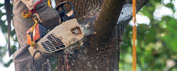 How Our Tree Care Process Works  in  Elizabethtown, PA